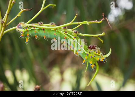 Emperor gum moth caterpillar (Opodiphthera eucalypti) Stock Photo