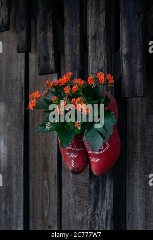 A pair of dutch clogs (Klompen in dutch) hanging on a wood wall as a decoration flower pot inside Holambra Historical Museum, in downtown Holambra. Stock Photo