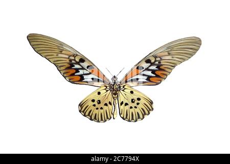 Exotic insects (butterflies, beetles, spiders, scorpions) isolated on white background. Beautiful exotic brown butterfly isolated on white background Stock Photo