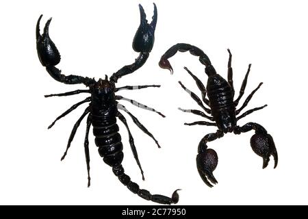 Exotic insects (butterflies, beetles, spiders, scorpions) isolated on white background. Two black poisonous scorpions isolated on a white background Stock Photo