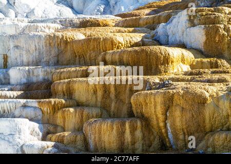 Palette Spring at Mammoth Hot Springs in Yellowstone National Park ...