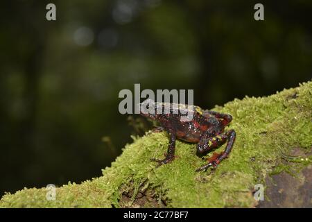 The bleeding toad, fire toad, or Indonesia tree toad (Leptophryne cruentata) is a species of 'true toad', family Bufonidae, endemic to Java, Indonesia Stock Photo