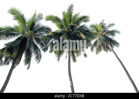 Coconut tree isolated on white background Stock Photo