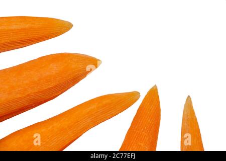 Carrot And Grater For Vegetables Closeup Isolated On White Stock Photo,  Picture and Royalty Free Image. Image 15194997.