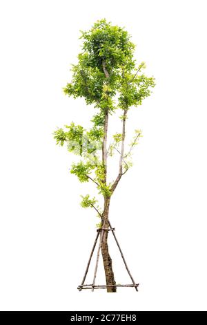 Trees isolated on white background with Clipping path Stock Photo