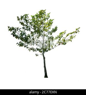 Trees isolated on white background Stock Photo