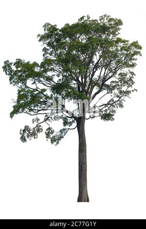 Big Tree isolated on white background. Stock Photo