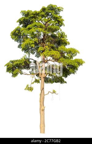 Big tree isolated on white background. Stock Photo