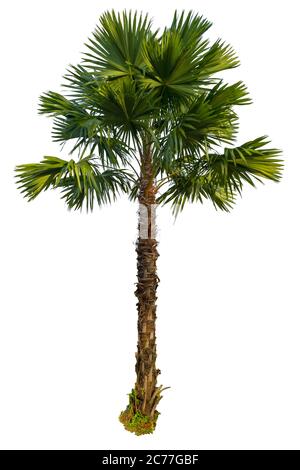 Palm tree isolated on white background Stock Photo