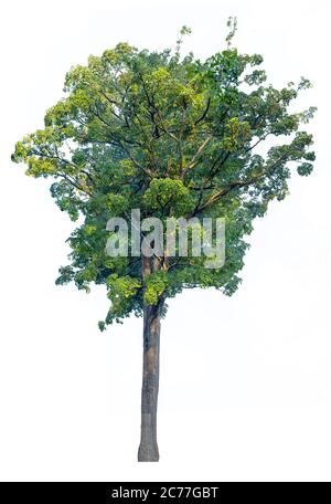 Big of tree isolated on white background. Alstonia scholaris tree isolated on white background. Stock Photo