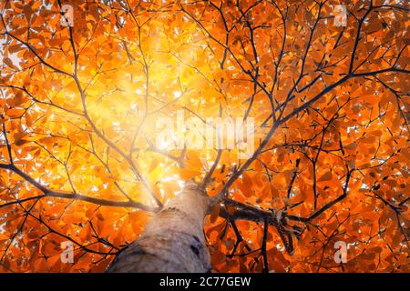 Nature concept. Top tree with Autumn Leaves shot from below and sun light. Stock Photo