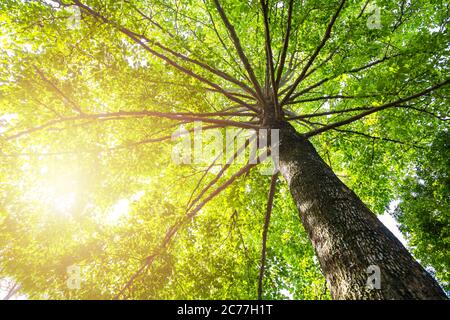 Green concept. Top tree with green Leaves shot from below and sun light. Stock Photo