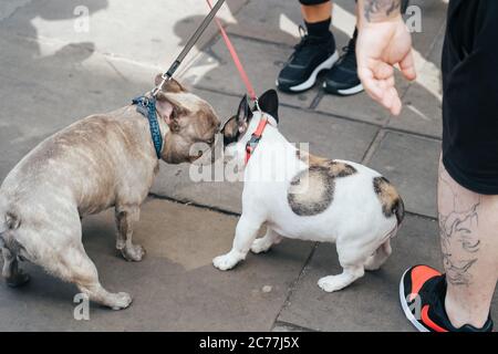 Pups playing on the streets Stock Photo
