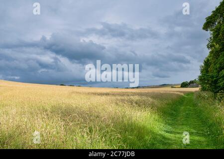 Sunlight and rainclouds across a grass hay meadow opposite silbury hill at sunset. Avebury, Wiltshire, England Stock Photo