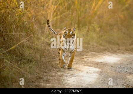Royal Bengal Tiger in the jungle with use of selective focus on a particular part of the tiger, with rest of the tiger and background blurred. Stock Photo