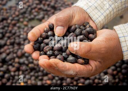 Hand full of dried cherries of coffee in Honduras. Stock Photo