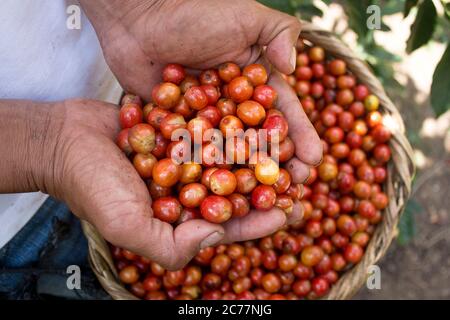 Man´s hands showing delicious yellow coffee berries, fresh harvest of Catuai coffee Stock Photo