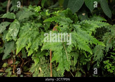 Peacock Fern, Selaginella sp.,Selaginellaceae, Santa Elena Biological Reserve, Costa Rica, Centroamerica Stock Photo