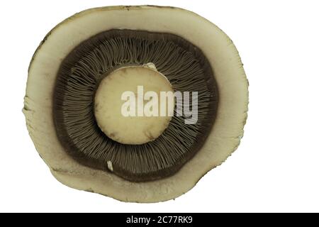 one fresh brown mushroom mushroom isolated on white background, elevated top view Stock Photo