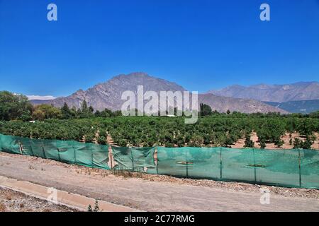 The view on vineyard garden in Andes, Chile Stock Photo