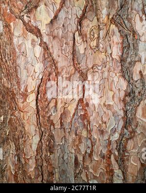 Bark on the crimean pine (pinus nigra) tree at the university of Cambridge botanic garden. Stock Photo