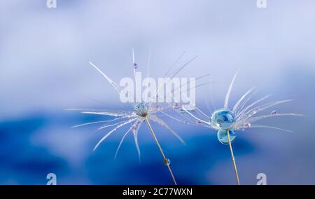 Nature in detail, dandelion flower seed close up with dewdrops on a cloudy background with copy space Stock Photo
