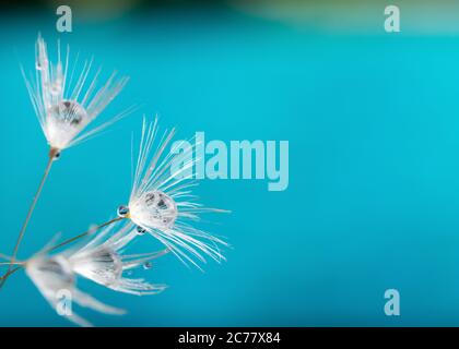 Nature in detail, dandelion flower seed close up with dewdrops on a landscape background with copy space Stock Photo