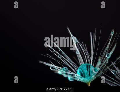 Nature in detail, dandelion flower seed close up with dewdrops on a black background with copy space Stock Photo