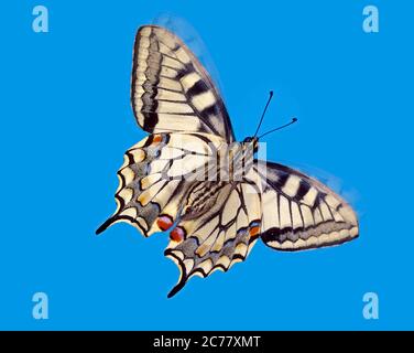 Old World Swallowtail (Papilio machaon). Butterfly in flight, seen from below. Germany Stock Photo