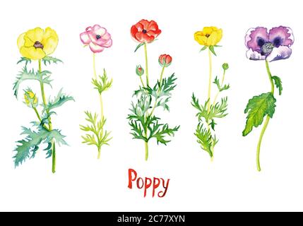 Wild yellow, pink, red and purple poppy flowers collection isolated on white hand painted watercolor illustration with handwritten inscription Stock Photo