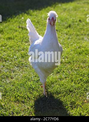 White hen and green grass - free range chicken - one Stock Photo