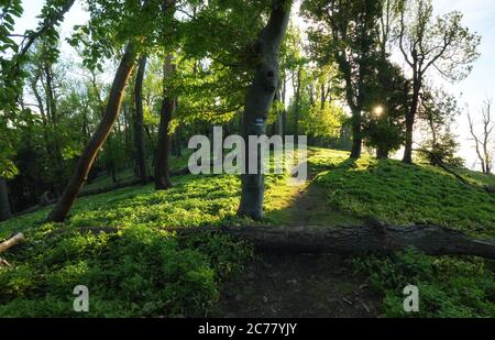 Path through magical forest at sunrise, mysterious old trees, fantasy landscape. Stock Photo