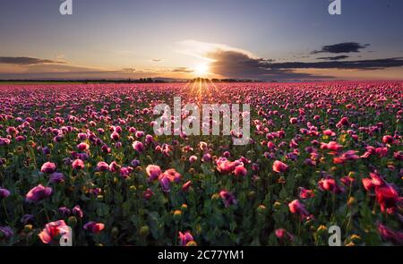 Landscape with nice sunset over poppy field Stock Photo