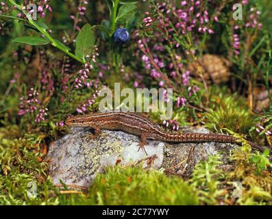 Viviparous Lizard, Common Lizard (Zootoca vivipara, Lacerta vivipara). Adult in a Scottish raised bog. Scotland, Great Britain Stock Photo