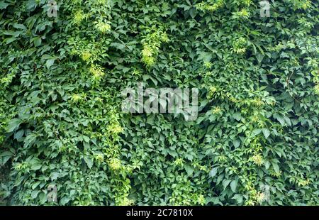 Artificial green moss wall for garden decor. Backgrounds and Textures Stock  Photo by ©DmyTo 279180454