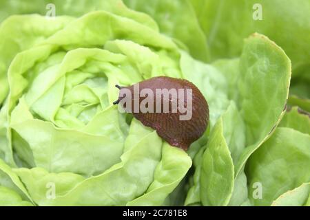 The picture shows red snail on a salad leaf Stock Photo