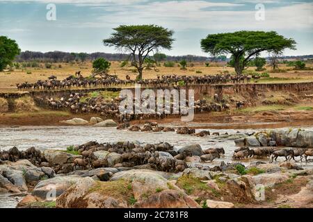 Herd of white-bearded wildebeest (Connochaetes taurinus mearnsi) crossing Mara River during annual migration, Serengeti National Park, UNESCO world heritage site, Tanzania, Africa Stock Photo