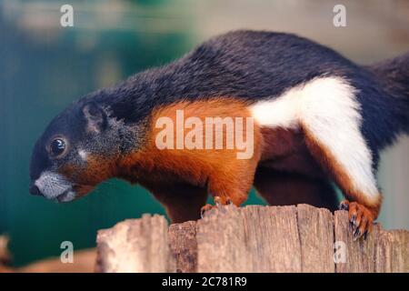 A Prevost squirrel sits on a tree trunk Stock Photo