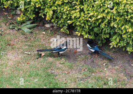 Magpie (Pica pica) with fledgling Stock Photo