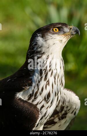 African Hawk-Eagle, Aquila Spilogaster, Stock Photo