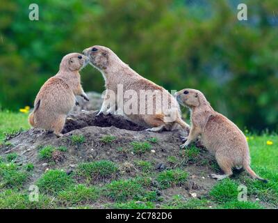 Black-tailed prairie dog Cynomys ludovicianus and young Stock Photo