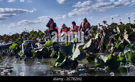Russia,Astrakhan Oblast, A boat transporting a tourist family in the  lotus field in the Volga Delta, in the estuary, Blooming Nelumbo nucifera (aka blue lotus, Indian lotus, sacred lotus, bean of India, and sacred water-lily) Stock Photo