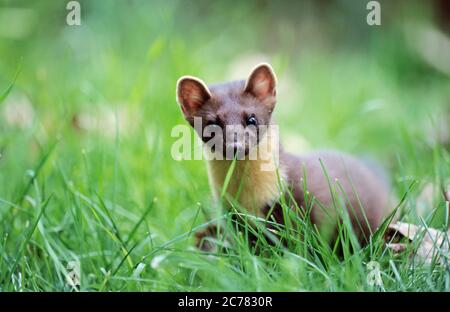 European Pine Marten (Martes martes). Adult standing in grass. Germany Stock Photo