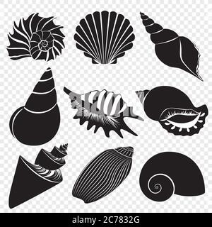 Vector sea shells black silhouettes isolated on the transperant background Stock Vector