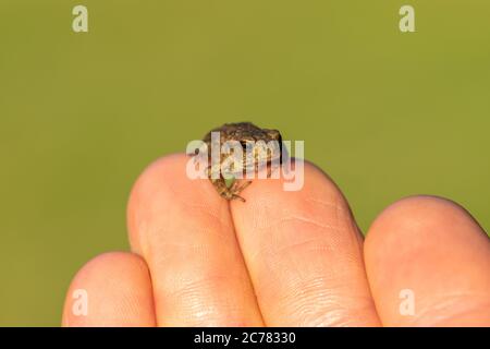 Tiny Little Toad Sitting On Human Fingers In Front Of The Green Background Nose And Eye Of Toad Is In Camera Focus Stock Photo Alamy