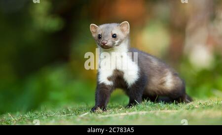 Stone Marten, Beech Marten (Martes foina). Adult standing on a lawn. Germany Stock Photo