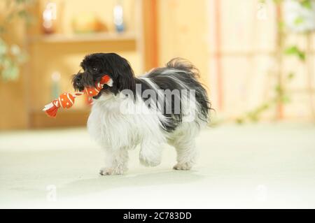 Havanese. An adult dog plays with a toy in an apartment. Germany Stock Photo