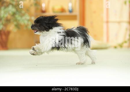 Havanese. An adult dog running in an apartment. Germany Stock Photo