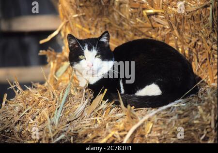 Domestic cat. Domestic cat. Black-and-white adult cat lies on straw. Germany Stock Photo