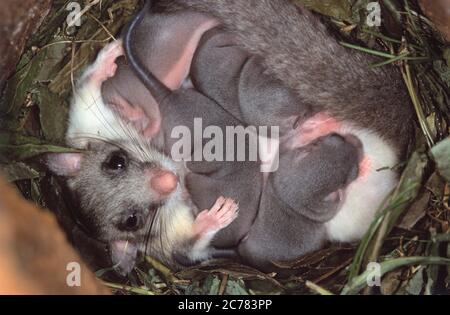 Edible Dormouse (Glis glis). Mother and young in nest. Germany Stock Photo